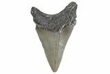 Serrated, Juvenile Megalodon Tooth - North Carolina #347127-1